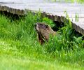 Exterminateur de marmotte à Châteauguay